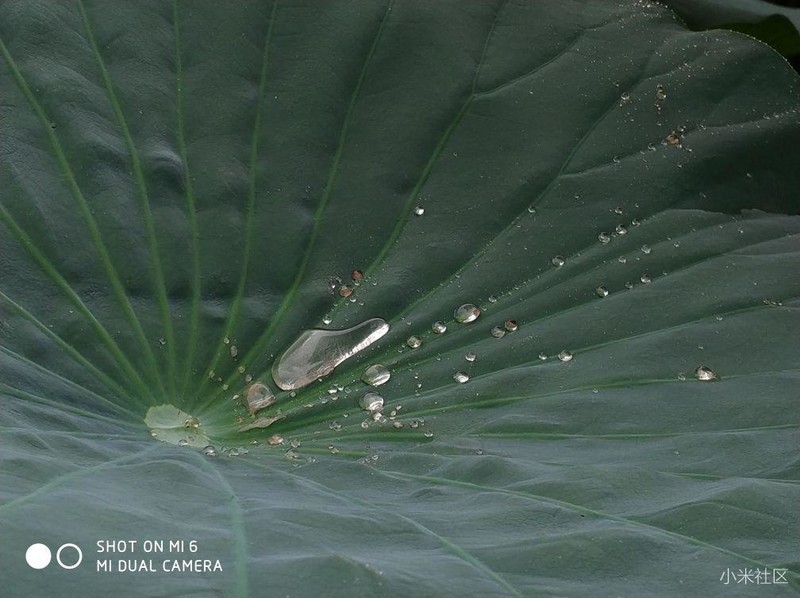 米6摄影，百亩荷塘（原片未修）