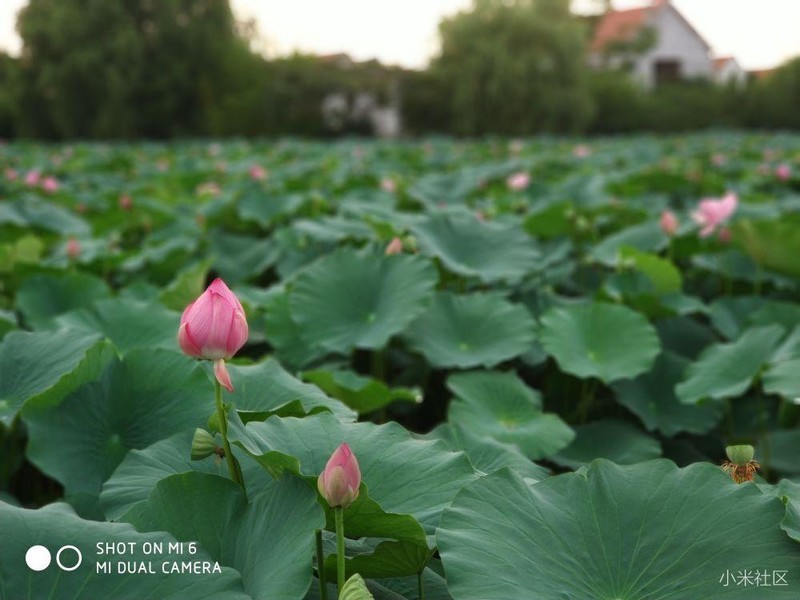 米6摄影，百亩荷塘（原片未修）