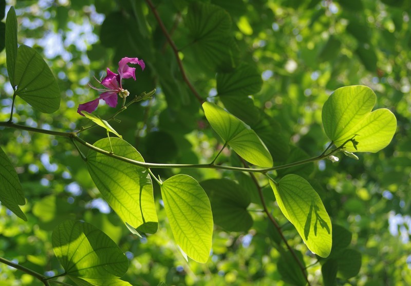 手动变焦老镜头  A 35-70  F4 恒定  狗头出片