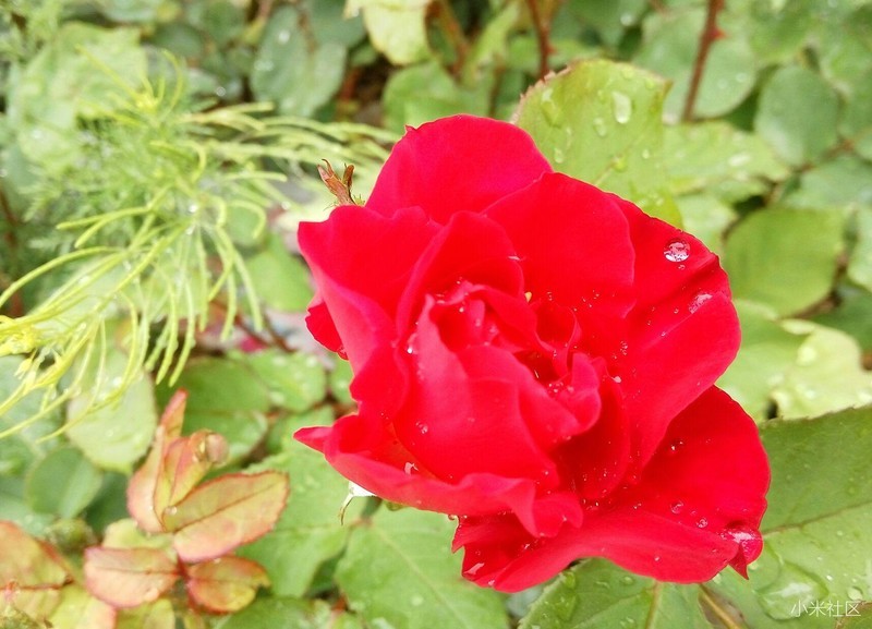 雨后鲜花,娇艳欲滴