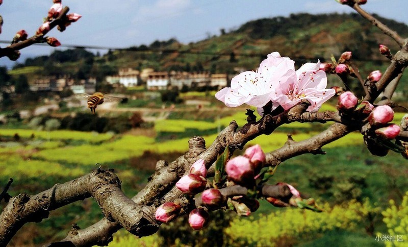 桃花太美，引得蜜蜂径相随