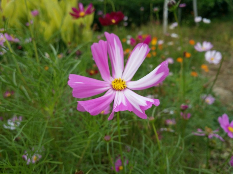 公园风景花草 杭州西湖-中关村在线手机论坛