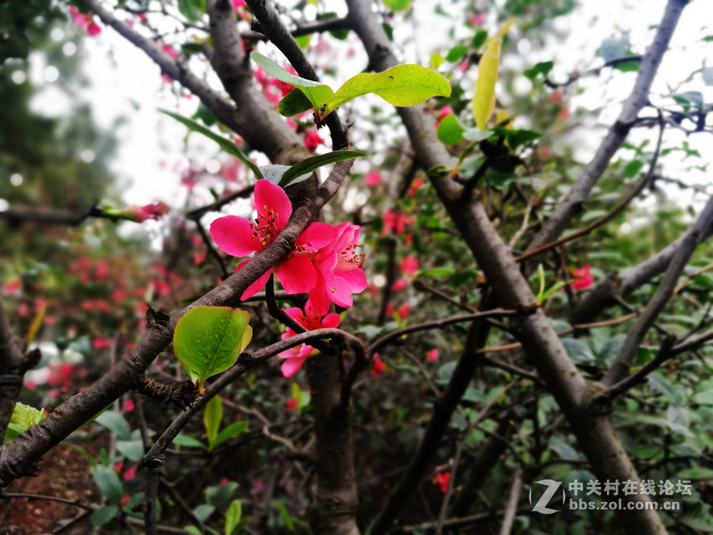 成都阴雨绵绵，P9拍照玩