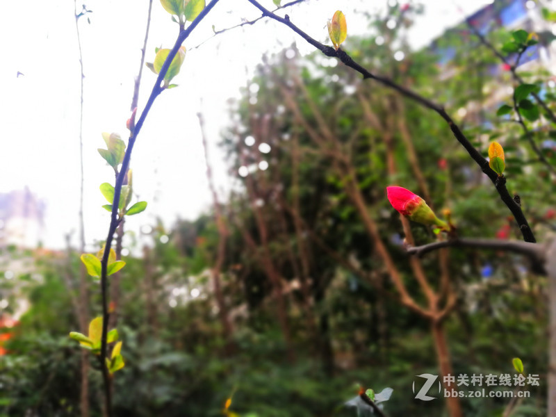 成都阴雨绵绵，P9拍照玩