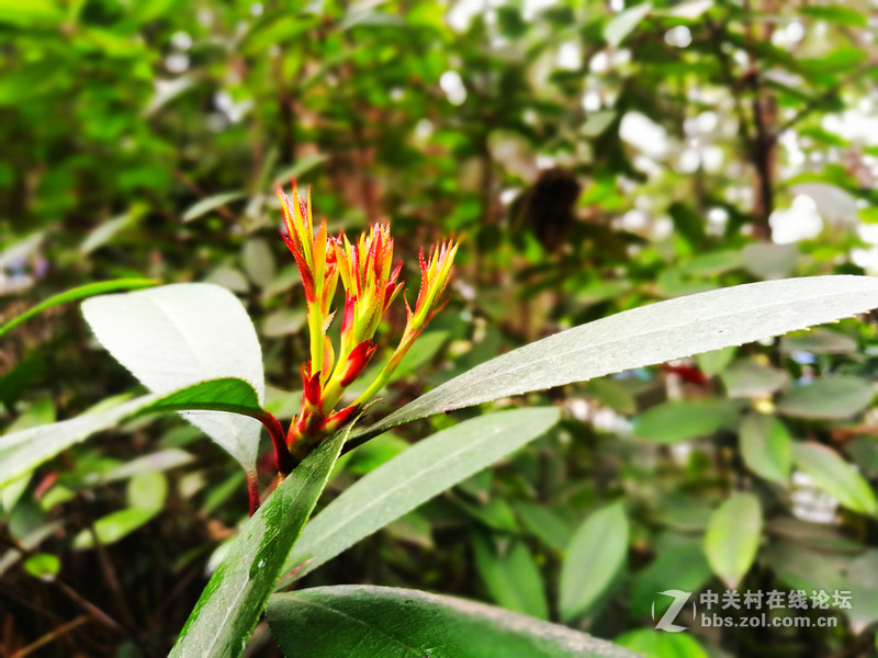 成都阴雨绵绵，P9拍照玩