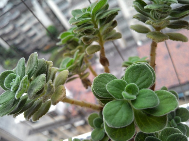 手机拍我的多肉！分享一下种植经验！