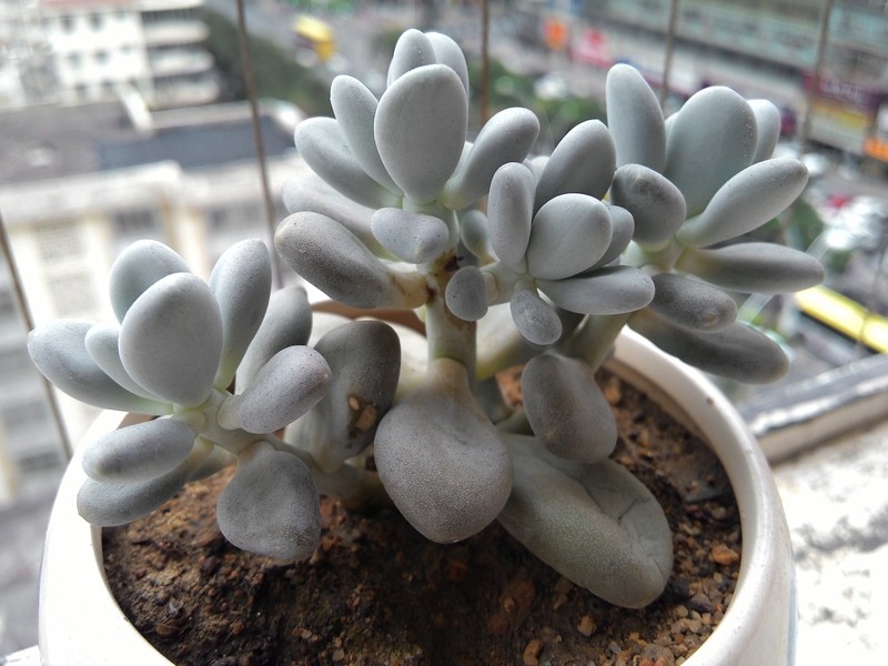 手机拍我的多肉！分享一下种植经验！