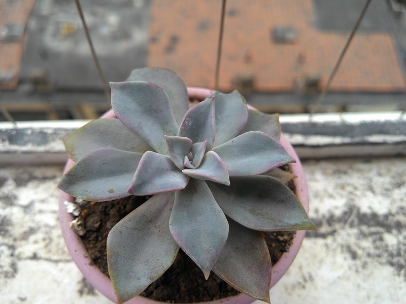 手机拍我的多肉！分享一下种植经验！