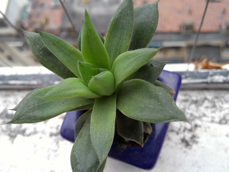 手机拍我的多肉！分享一下种植经验！