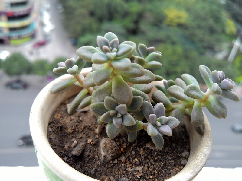 手机拍我的多肉！分享一下种植经验！