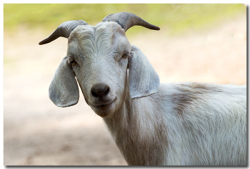 《《《动物特写》》》-中关村在线摄影论坛