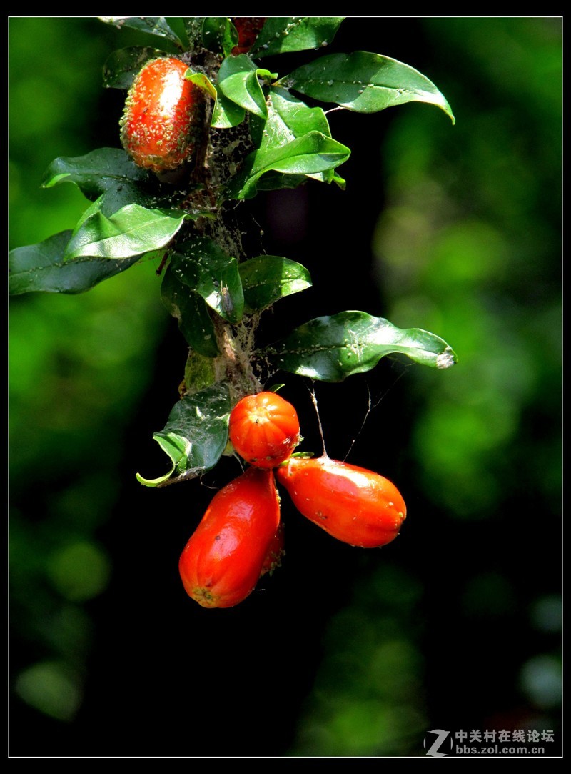 似火石榴映小山繁中能薄艳中闲2