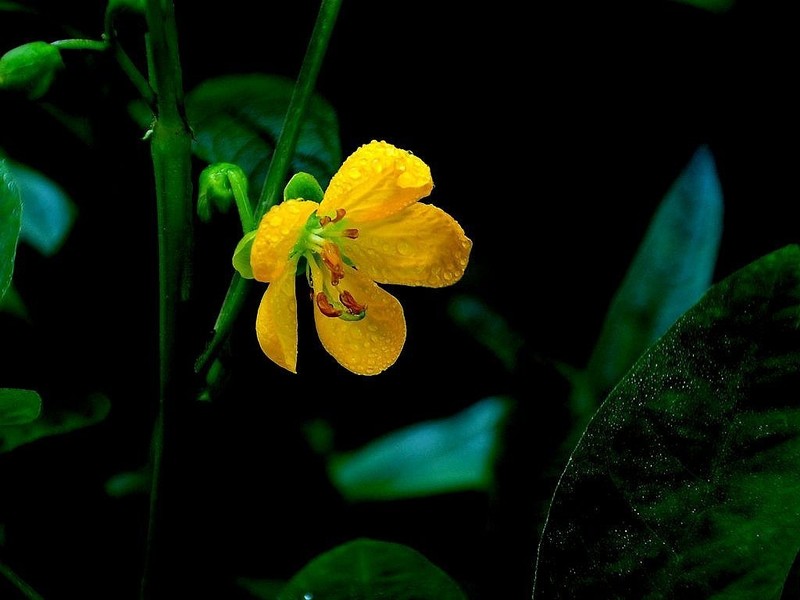 决明子花