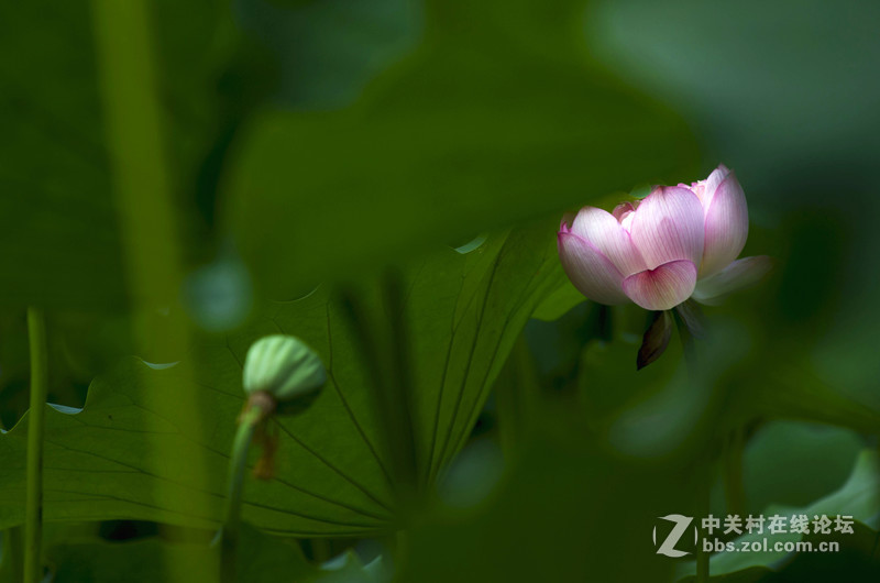 西流湖的荷花