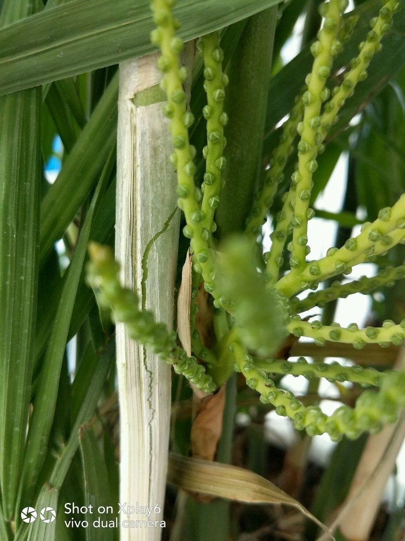 手机拍照想突出，为什么不加上微焦