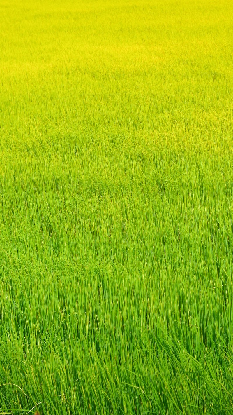 『主题壁纸』绿意