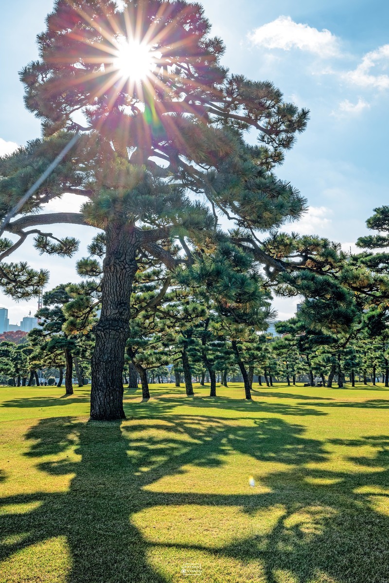 日本黑松树图片大全集图片