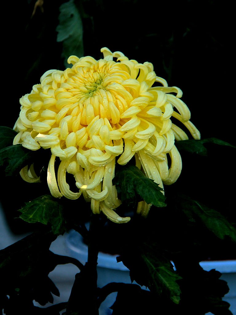 金秋赏菊-7