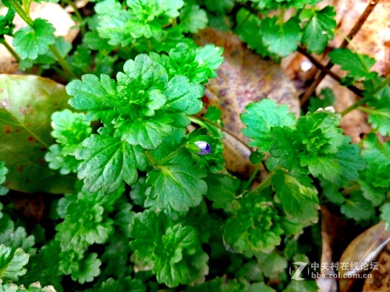 ＃魅蓝5S试用＃把生活拍成诗  魅蓝5S拍照效果测试