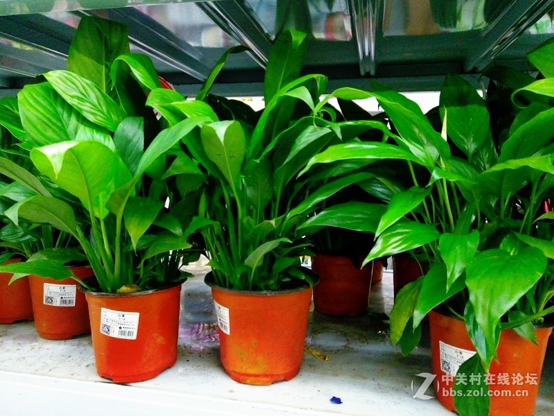 ＃魅蓝5S试用＃把生活拍成诗  魅蓝5S拍照效果测试