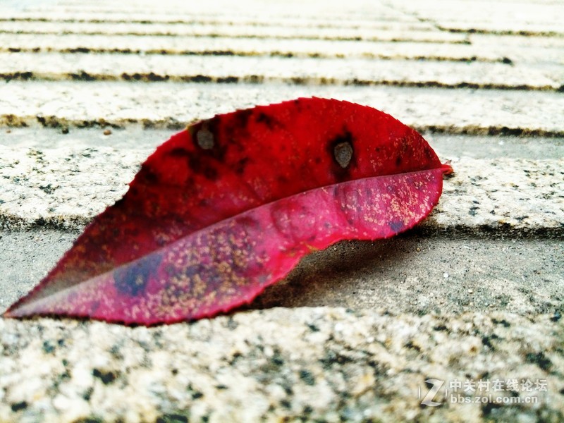 ＃魅蓝5S试用＃把生活拍成诗  魅蓝5S拍照效果测试