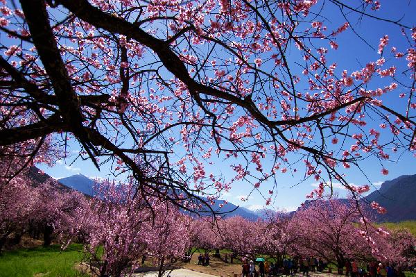 山寺桃花始盛开，西藏林芝你还不来？