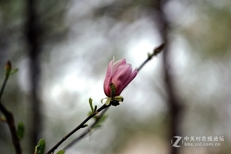 索尼微单镜头70—200F4试拍几片，请拍砖！