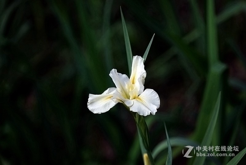 索尼微单镜头70—200F4试拍几片，请拍砖！