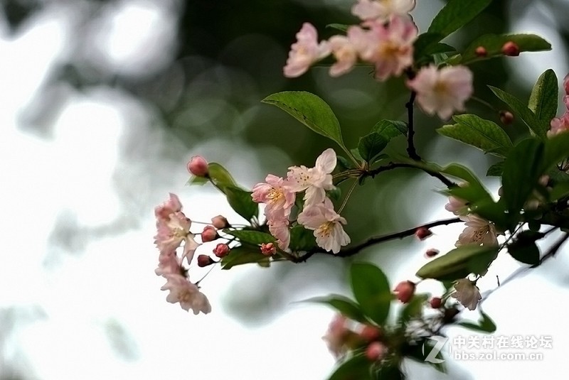 索尼微单镜头70—200F4试拍几片，请拍砖！