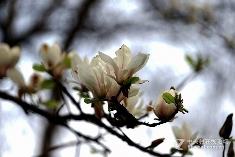 索尼微单镜头70—200F4试拍几片，请拍砖！