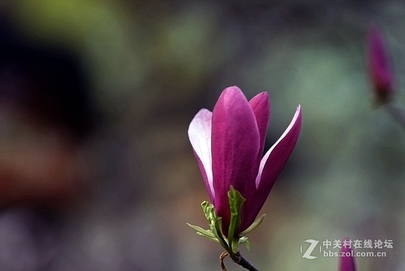 索尼微单镜头70—200F4试拍几片，请拍砖！