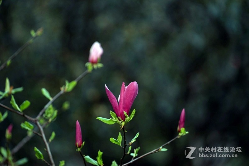 索尼微单镜头70—200F4试拍几片，请拍砖！