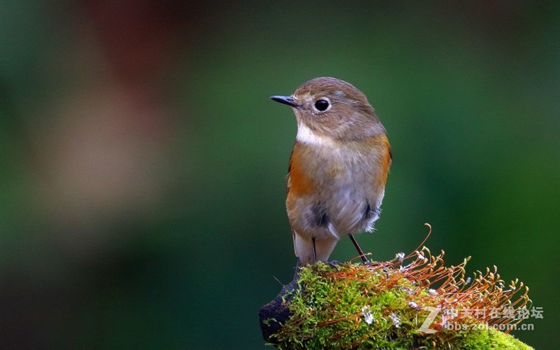 红胁蓝尾鸲一组