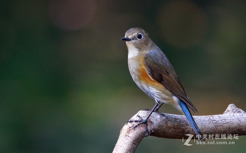 红胁蓝尾鸲一组