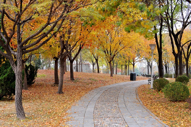 初冬的泰丰公园2018【风景摄影】