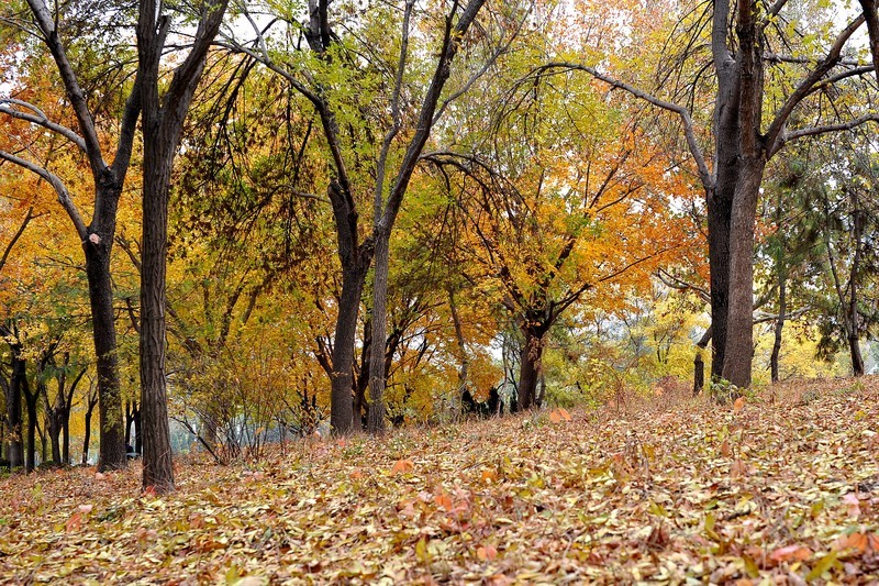 初冬的泰丰公园2018【风景摄影】