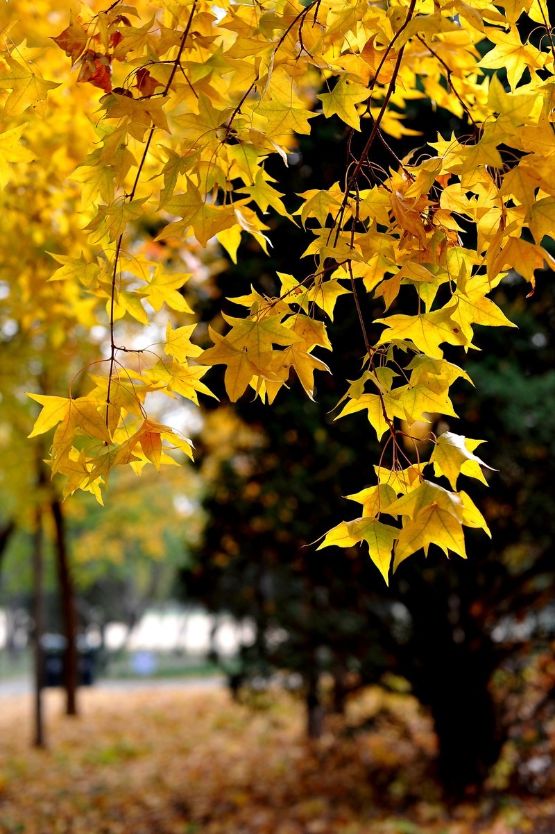 初冬的泰丰公园2018【风景摄影】