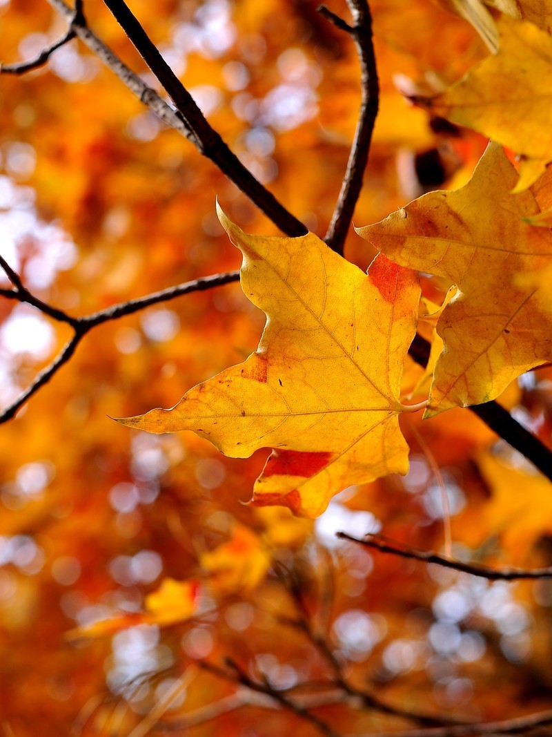 初冬的泰丰公园2018【风景摄影】