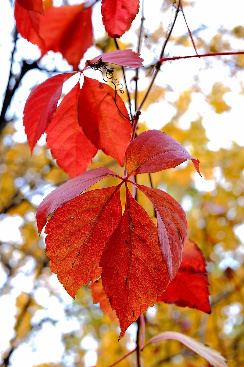 初冬的泰丰公园2018【风景摄影】
