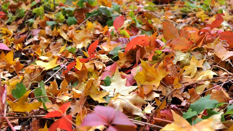 初冬的泰丰公园2018【风景摄影】