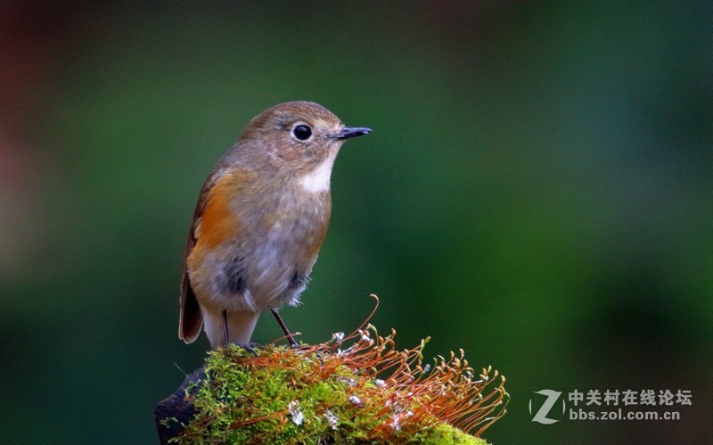 红胁蓝尾鸲一组