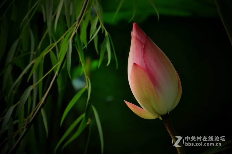 腾龙16-300MM镜头广西拍图