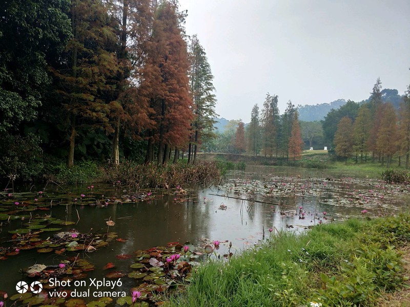 落叶知秋秋未识，花意正浓已深冬。