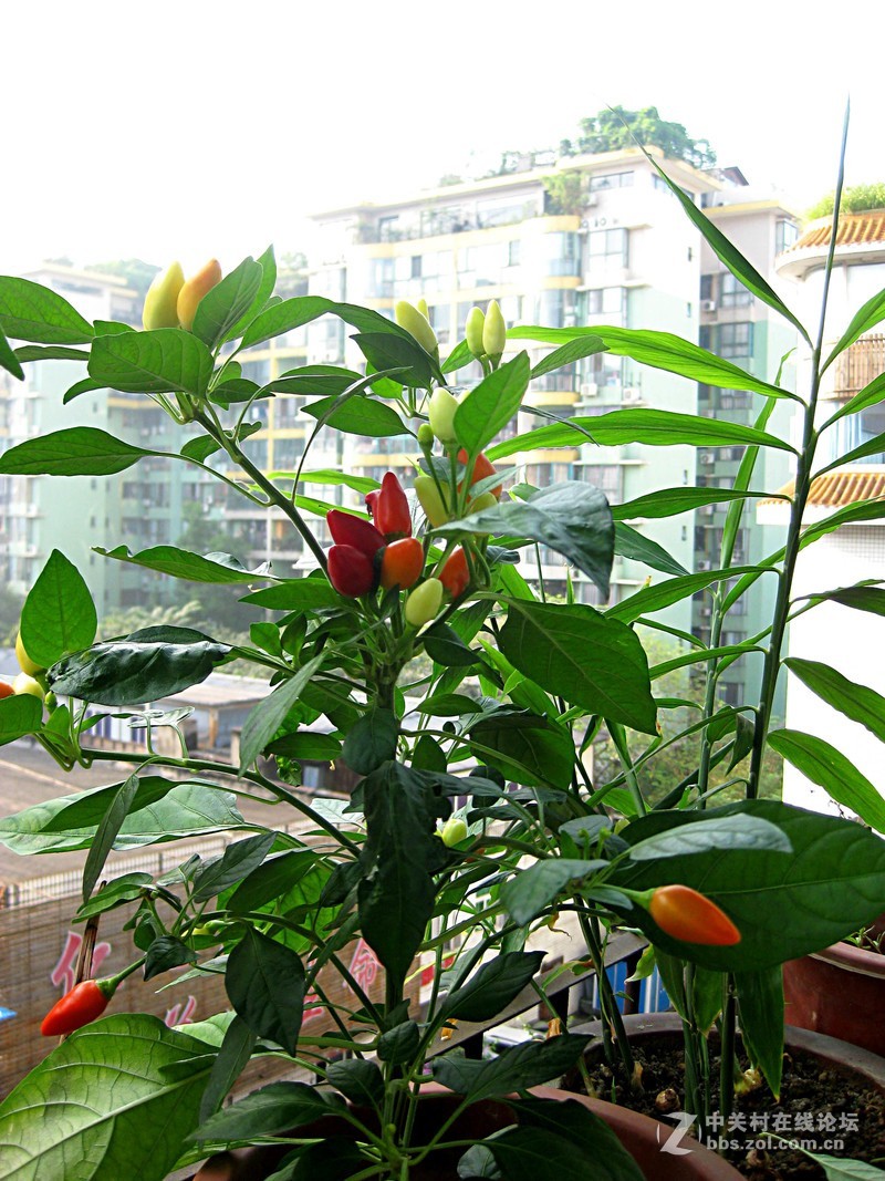 阳台上盆栽朝天椒