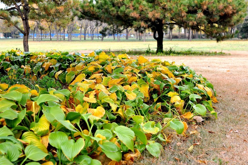 初冬的泰丰公园2018【风景摄影】