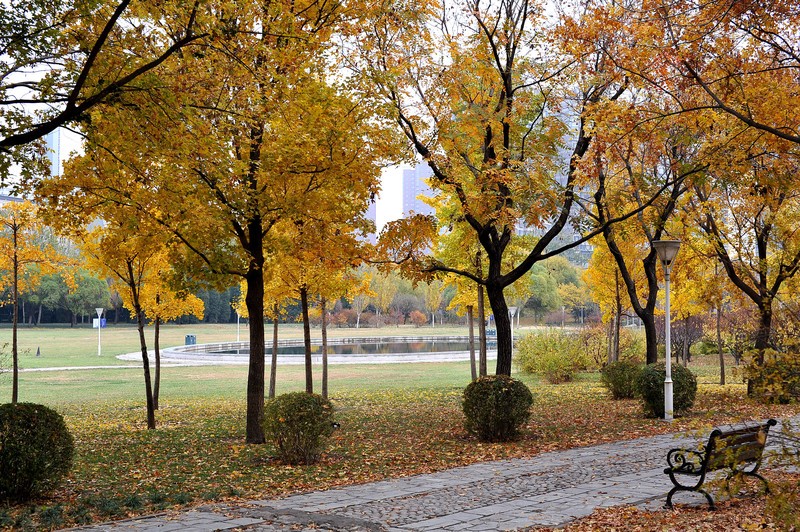 初冬的泰丰公园2018【风景摄影】