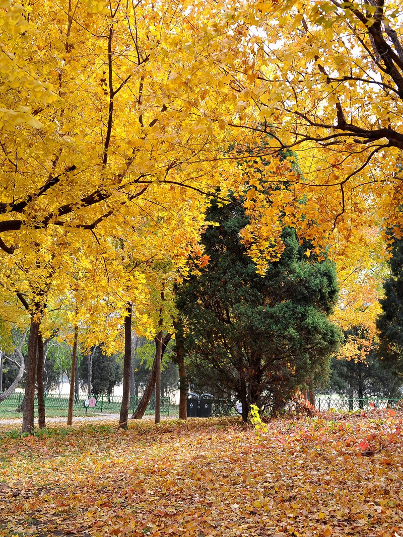 初冬的泰丰公园2018【风景摄影】