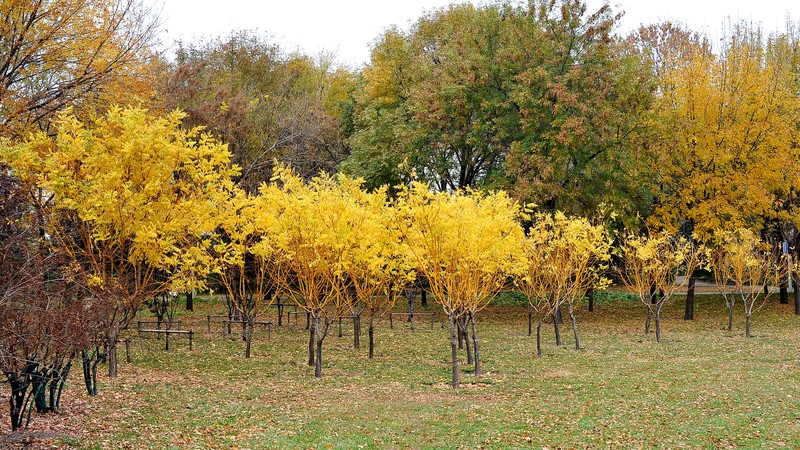 初冬的泰丰公园2018【风景摄影】