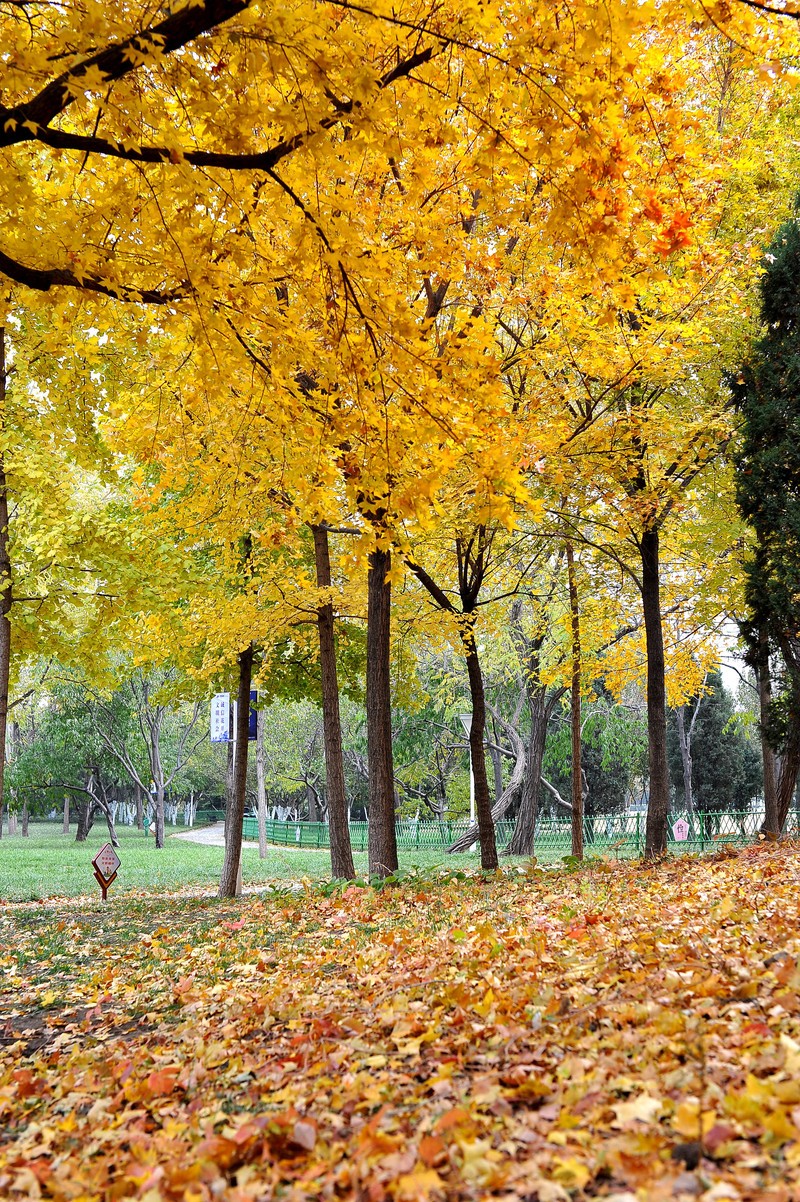 初冬的泰丰公园2018【风景摄影】