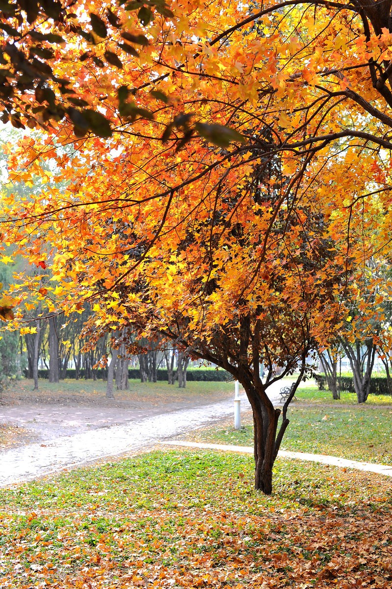 初冬的泰丰公园2018【风景摄影】